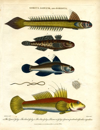 Gobius, Gonium ja Gordius: Gobies and Hairworm tekijältä John Pass