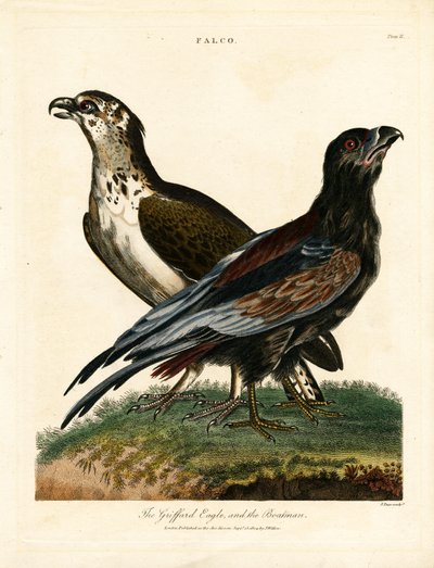 Griffard Eagle ja venemies tekijältä John Pass