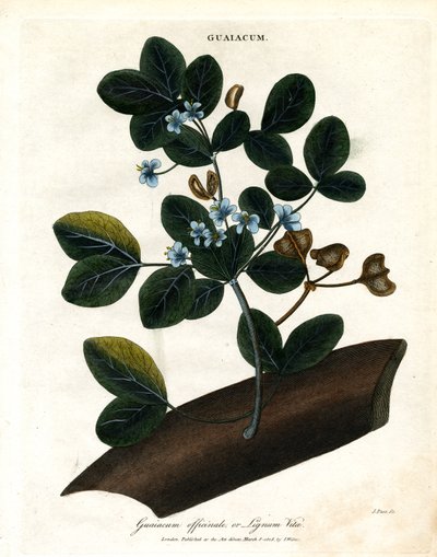 Guaiacum officinale - Lignum Vitae (Lignum Vitae) tekijältä John Pass