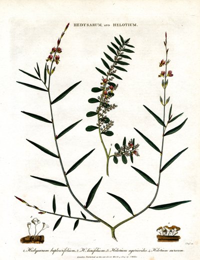 Hedysarum ja Helotium tekijältä John Pass