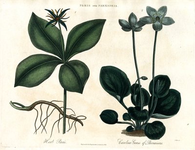 Herb Paris ja Parnassuksen ruoho tekijältä John Pass