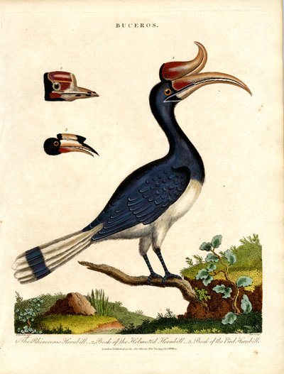 Hornbill Lajit Bill tiedot tekijältä John Pass