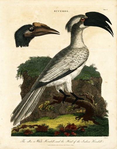 Hornbills (Buceros) tekijältä John Pass
