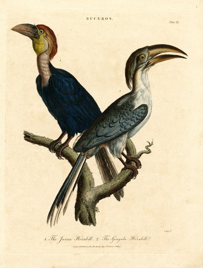 Javan Hornbill ja Gingala Hornbill (Buceros) tekijältä John Pass