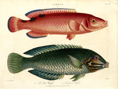 Labrus: Punainen ja vihreä ahvenahven tekijältä John Pass