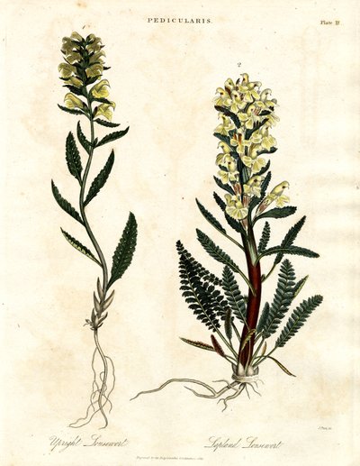 Lousewort Laji tekijältä John Pass