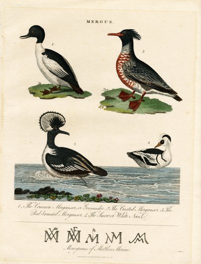 Mergansers (Mergus) tekijältä John Pass