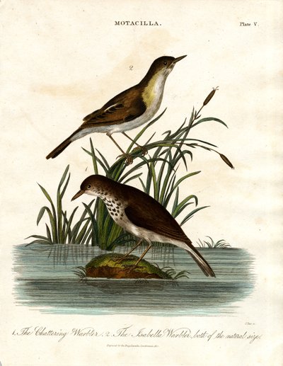 Motacilla: Chattering Warbler ja Isabella Warbler. tekijältä John Pass