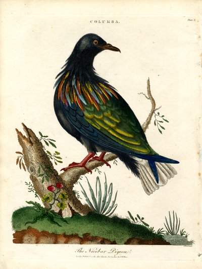 Nikobaarikyyhky (Columba) tekijältä John Pass