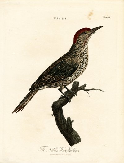 Nubialainen puukiipijä (Picus) tekijältä John Pass