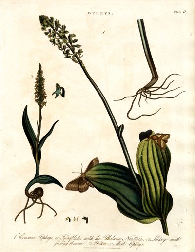 Ophrys Laji ja koi tekijältä John Pass