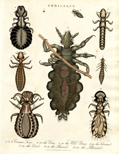Pediculus - Erilaiset täilajit tekijältä John Pass