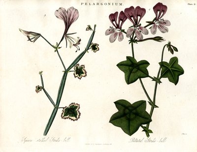 Pelargonium Species (Haikaranlintu) tekijältä John Pass