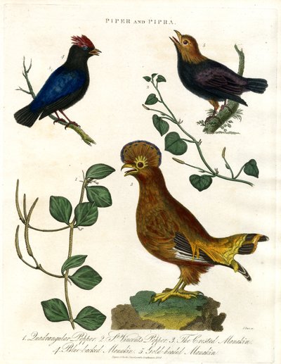 Pippurikasvit ja manakiinit tekijältä John Pass