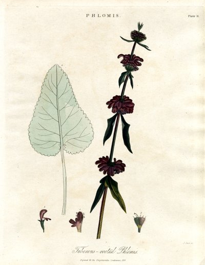 Phlomis: mukulajuurinen Jerusalem-salvia tekijältä John Pass