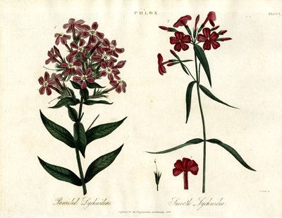 Phlox Laji tekijältä John Pass