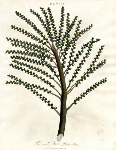 Phoenix (Date Palm) tekijältä John Pass