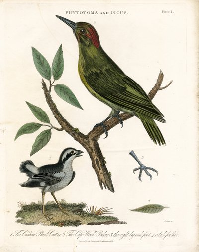Phytotoma ja Woodpecker anatomisine yksityiskohtineen tekijältä John Pass