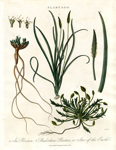 Plantago Laji tekijältä John Pass