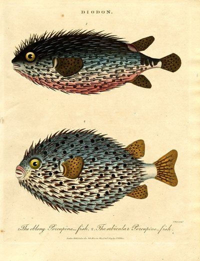 Piikkisikakala (Diodon) tekijältä John Pass