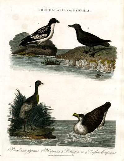 Procellaria ja Psophia: Petrels and Trumpeters tekijältä John Pass