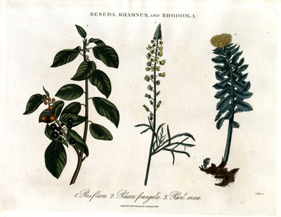 Reseda;Rhamnus ja Rhodiola tekijältä John Pass