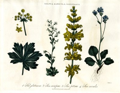 Salvia;Sanicle ja Saxifrage Lajit tekijältä John Pass