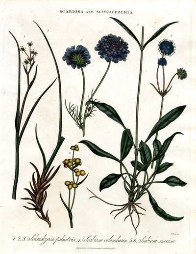Scabiosa ja Scheuchzeria tekijältä John Pass