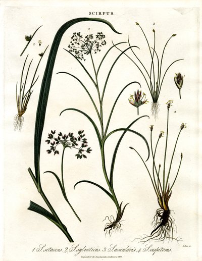 Scirpus Laji tekijältä John Pass