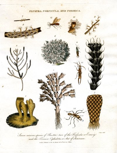 Seitsemän outoa Flustra-lajia;kaksi Forficula- eli korvasienilajia;ja Formica Cephalotes eli Surinamin muurahainen. tekijältä John Pass