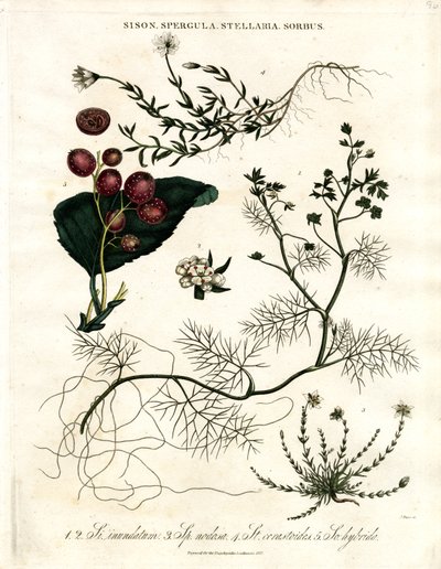 Sison;Spergula;Stellaria;Sorbus tekijältä John Pass