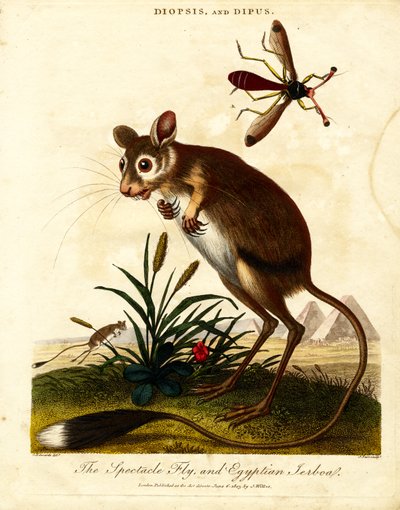Spectacle Fly ja Egyptian Jerboa tekijältä John Pass