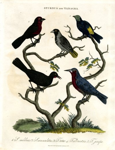 Sturnus ja Tanagra (Sturnus ja Tanagra) tekijältä John Pass