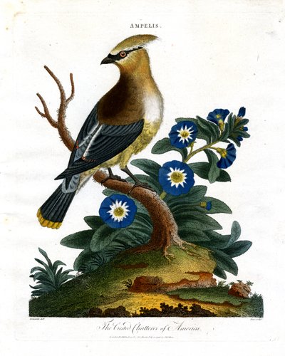 Amerikan harmaahiipijä-keskustelija (The Crested Chatterer of America) tekijältä John Pass