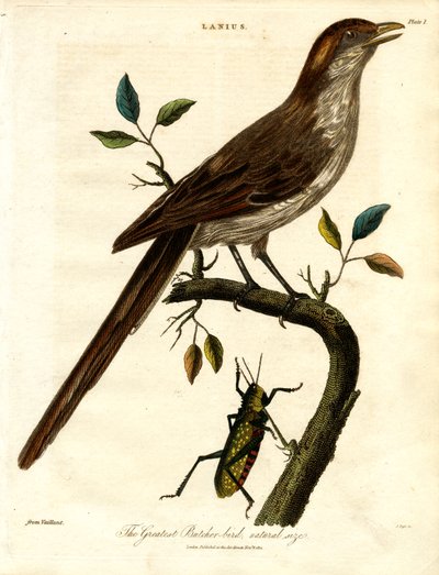 The Greatest Butcher-bird;luonnollinen koko tekijältä John Pass