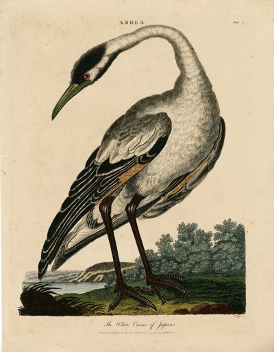 Japanin valkoinen kurki (Ardea) tekijältä John Pass