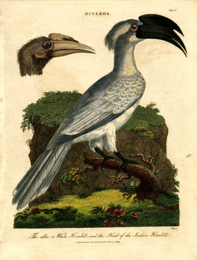 White Hornbill ja Indian Hornbill tekijältä John Pass