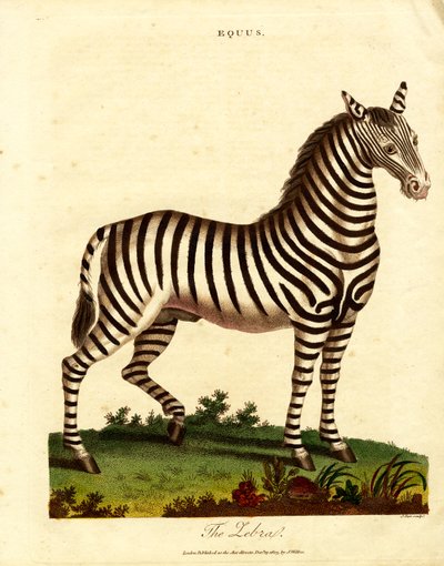 Seepra (Equus) tekijältä John Pass