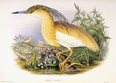 Buphus Comatus, n. 1862-3 (käsinvärjätty litografoitu levy) tekijältä John and Richter Henry Constantine Gould