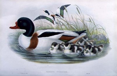 Sheldrake (Tadorna Vulpanser) (käsinvärinen lito) tekijältä John and Richter Henry Constantine (after) Gould