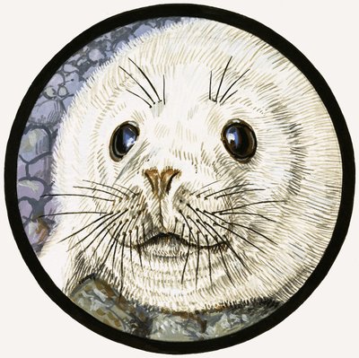 Merellinen ystävämme hylje tekijältä John Rignall