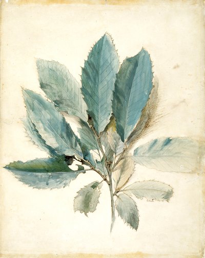 Folhas de Castanheiro (caneta, nanquim e aquarela sobre papel branco) finlandês tekijältä John Ruskin