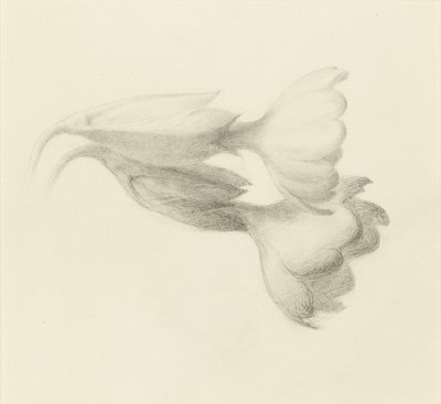 Cowslip Bells, luultavasti 1871. tekijältä John Ruskin