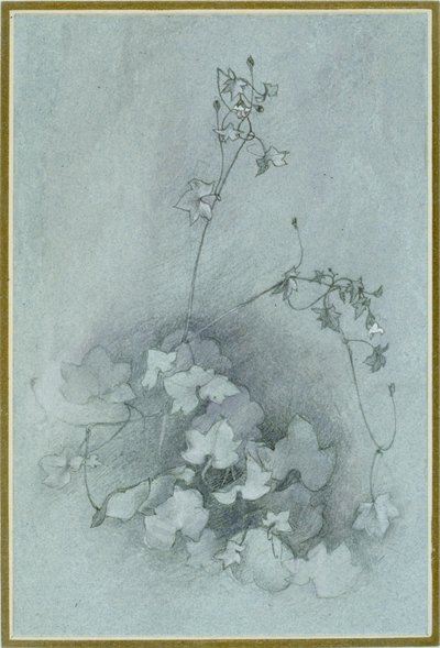 Ivy-Leaved Toadflax "Oxford Ivy", 1852 tekijältä John Ruskin