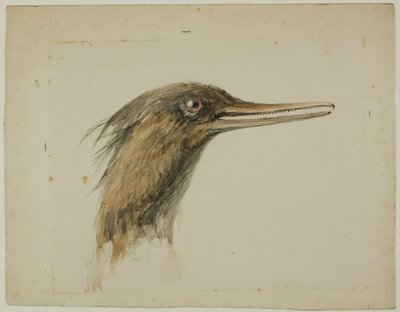 Merganser tekijältä John Ruskin