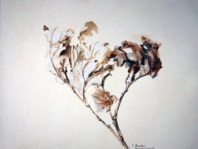 Tutkimus tammilehdistä tekijältä John Ruskin