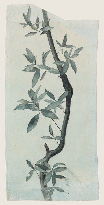 Study of Willow Leaves, n. 1857 (kynä ja akvarelli paperille) tekijältä John Ruskin