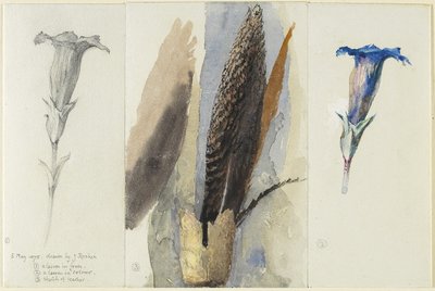 Study of a Feather, jota täydentää kaksi tutkimusta Gentianista, 1875 (wc grafiitin päällä, korotettu ja korjattu läpinäkymättömällä valkoisella kudospaperilla) tekijältä John Ruskin