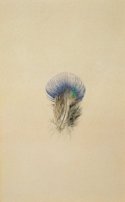Tutkimus riikinkukon höyhenestä, 1873 tekijältä John Ruskin