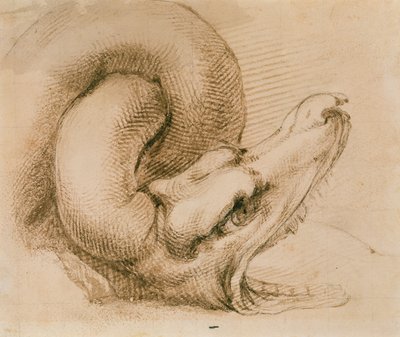 Tutkimus lohikäärmeen päästä Michelangelon jälkeen (muste paperille) tekijältä John Ruskin